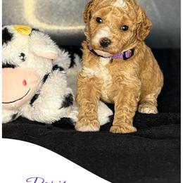 Paris - Apricot female Goldendoodle puppy in Danville, Virginia from Stella’s Stunning Goldendoodles of VA