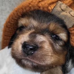 Dachshunds from Love Struck