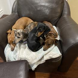 Dachshund All Grown Up from Western Weens