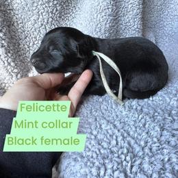 Felicette - Black female German Shepherd puppy in New Cambria, Missouri from Des Hausraben Shepherds