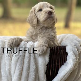 Goldendoodle Puppies from O’Doodle Clan Goldendoodles
