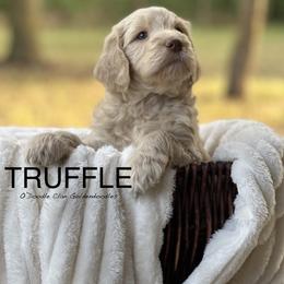 Goldendoodle Puppies from O’Doodle Clan Goldendoodles