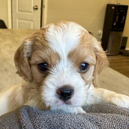 Milo - Blenheim male Cavapoo puppy in Buda, Texas from Haus of Doodles