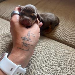 Chocolate and tan boy - Chocolate and tan male Dachshund puppy in Gulfport, Mississippi from Candy & Caits Farmstead Mini Doxies