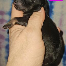 Great Dane and Miniature Schnauzer Puppies from Clouser's Bodacious Danes