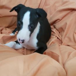 Whippet Puppies from Whippets of Astora
