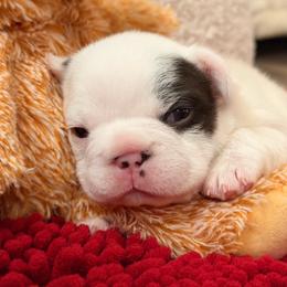 Nova's Pied female - Black and white female French Bulldog puppy in Jefferson City, Missouri from Central Frenchie Haven