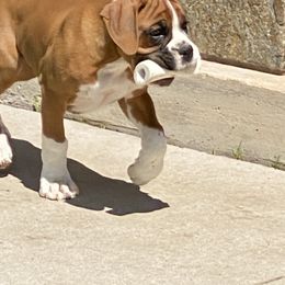 Everest - Fawn male Boxer puppy in Custer, South Dakota from Tracy's Boxers