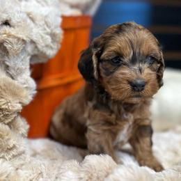 Hazel - Merle female Cockapoo puppy in Payson, Utah from Crandall’s Doodle Barn