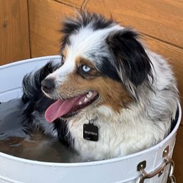 Randall - Toy Australian Shepherd