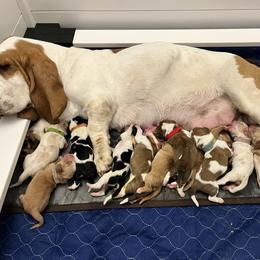 Twizzler - Brown black and white female Basset Hound puppy in Kingsport, Tennessee from Bear’s Bassets