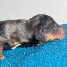 Ant-man - Dapple male Dachshund puppy in Afton, Oklahoma from C5 Doodles