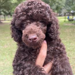Possible - Brown male Poodle puppy in Florence County, South Carolina from Modern Family Standards