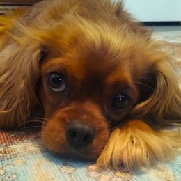 Ginger - Cavalier King Charles Spaniel