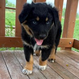 Star - Black tri-color female Australian Shepherd puppy in Roff, Oklahoma from Circle J Aussies
