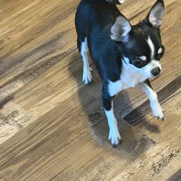 Matilda - Black and white female Chihuahua puppy in Madison, Virginia from KimberGlen Chihuahuas