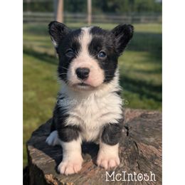McIntosh - Brindle and white male Cardigan Welsh Corgi puppy in Garrett, Indiana from Chloe's Colorful Corgis