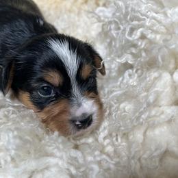 Morkie Puppies from CKC MorkiePoo Puppies