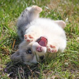 American Corgis and Pembroke Welsh Corgis from Flat Creek Corgis