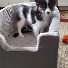 Papillon Puppies from 329 Cheerio Tiny Papillons