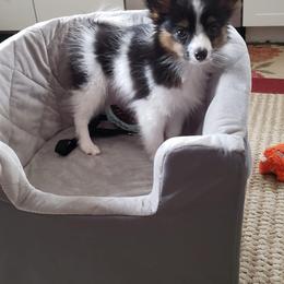 Papillon Puppies from 329 Cheerio Tiny Papillons