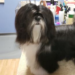 French Bulldogs and Lhasa Apsos from Rosewood Lhasas