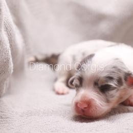 American Corgi Puppies from Diamond Corgis