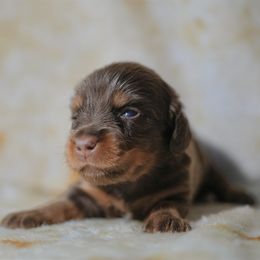 Dachshund Puppies from TG Dachshunds