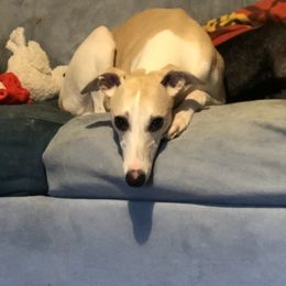 Whippet All Grown Up from Timbreblue Whippets