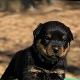 Ragnar - Black and mahogany male Rottweiler puppy in Uniontown, Alabama from CedarBluff Rottweilers