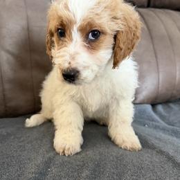 Female, Yellow Collar - Parti female Goldendoodle puppy in Wichita, Kansas from Goldendoodles of Oz
