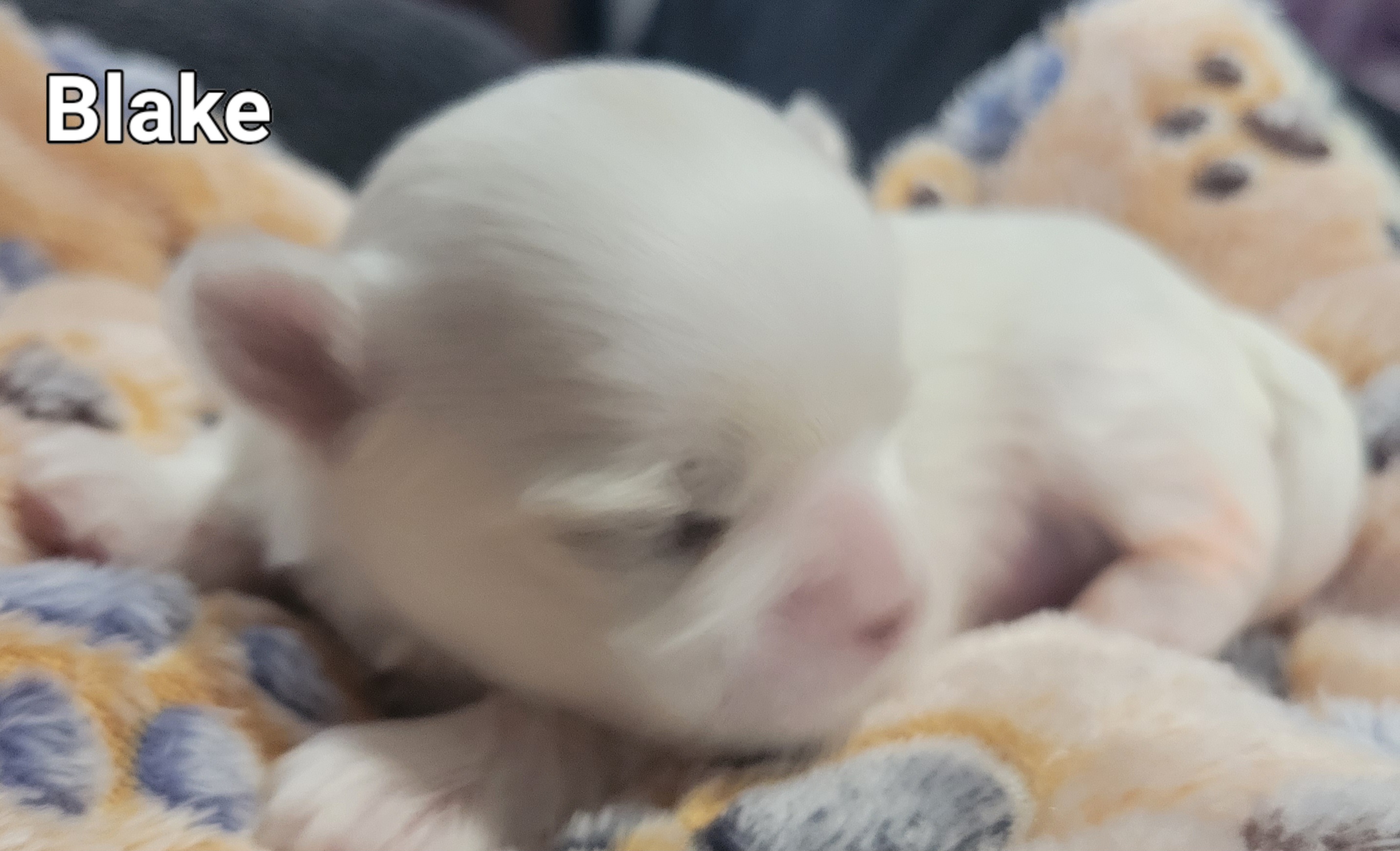 Blake - Maltese puppy in Kane, Pennsylvania from Emerald Maltese