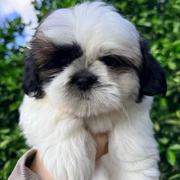 Spot - Tricolor male Shih Tzu puppy in Northridge, California from Our ShihTzu Family