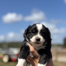 Libby - Black tri female Toy Australian Shepherd puppy in Polk City, Florida from Skaky Shepherds