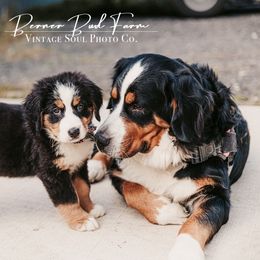 BOY - Tri-color male Bernese Mountain Dog puppy in White Lake, Michigan from Berner Bud Farm