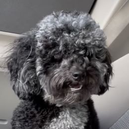 Bella - Cockapoo