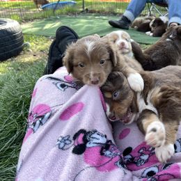 Miniature Australian Shepherd Puppies from Lavish Luxuries Mini and Toy Australian Shepherds