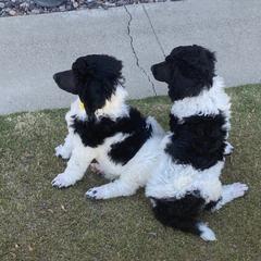 Poodle Puppies from Moonlight Standard Poodles