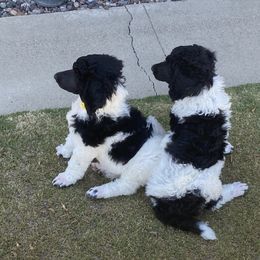 Poodle Puppies from Moonlight Standard Poodles