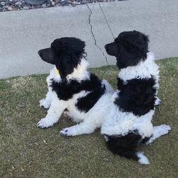 Poodle Puppies from Moonlight Standard Poodles