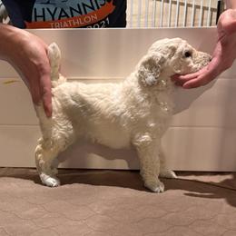 Girl 1 - Cream female Poodle puppy in Walpole, Massachusetts from Harborstone Poodles and Terriers