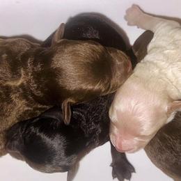 Poodle Puppies from Tiny Toy Poodles