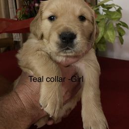 Golden Retriever Puppies from Gold 'N Dust Ranch