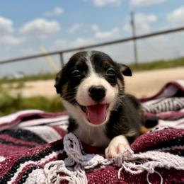 Venture - Tri-color male Border Collie puppy in Odessa, Texas from High Velocity Stockdogs
