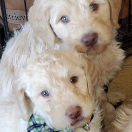 Goldendoodle Puppies from Cottage Companion Doodles
