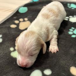 Rosita - Piebald female Dachshund puppy in Dobson, North Carolina from Oakleys Dachshund Haven