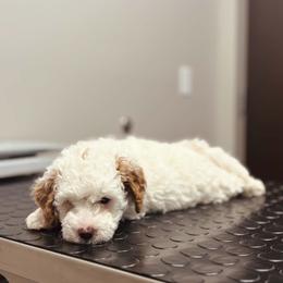 Bernedoodle, Goldendoodle, and Poodle Puppies from 4goldendoodles