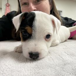 Girl 1 - Tri-color female Jack Russell Terrier puppy in Yakima County, Washington from Saddle Rock Kennels