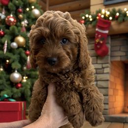 Aster - Red male Cavapoo puppy in Tucson, Arizona from Adored Poodle & Doodles