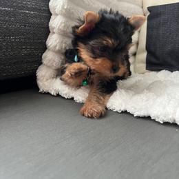 Blue boy - Black and tan male Yorkshire Terrier puppy in Las Vegas, Nevada from Lala’s Pups
